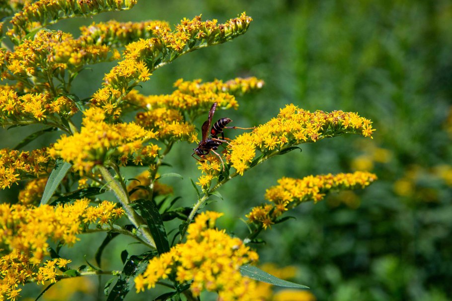 Полевые желтые цветы кисточкой Solidago