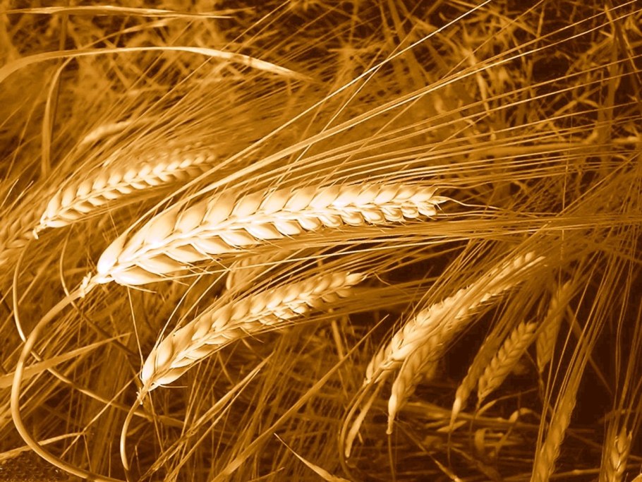 Ячмень растение поле