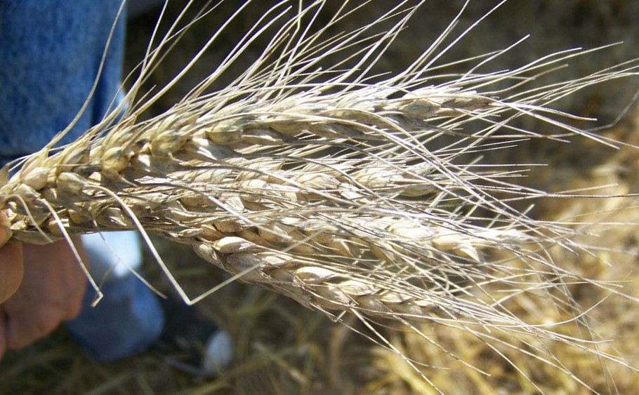 Семена для корма птиц