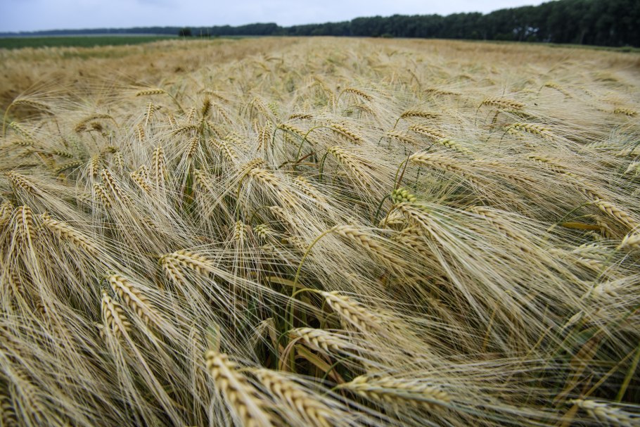 Двухрядный Яровой ячмень