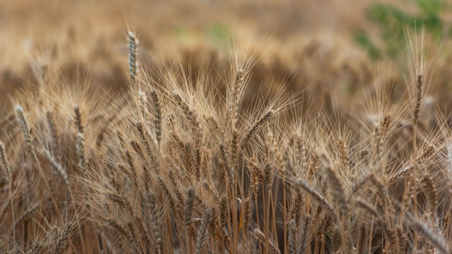 Экспорт зерна