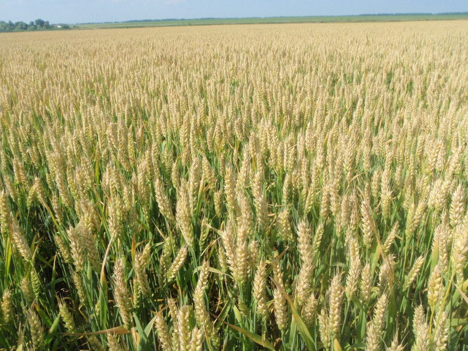 Пшеница Агротехнология