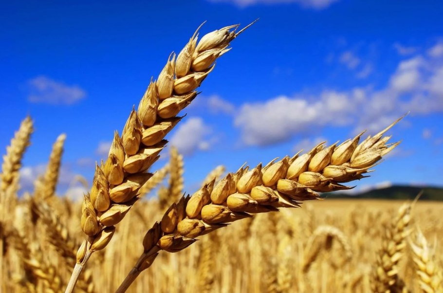 Кукуруза ячмень овес