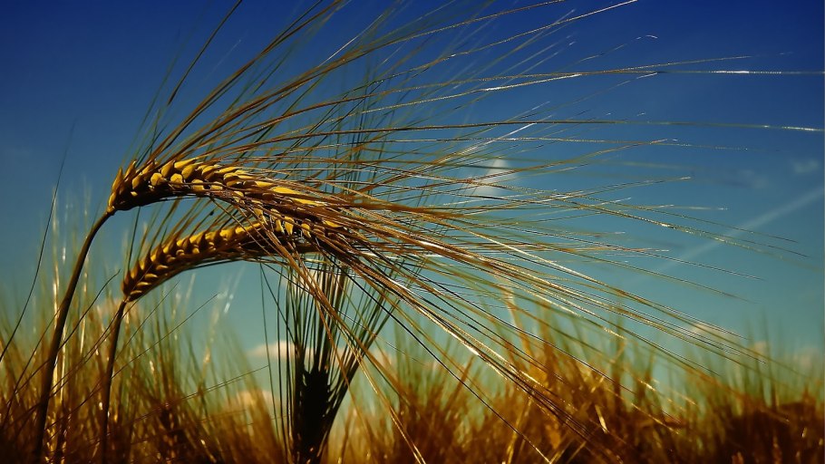 Пшеница евро экспорт
