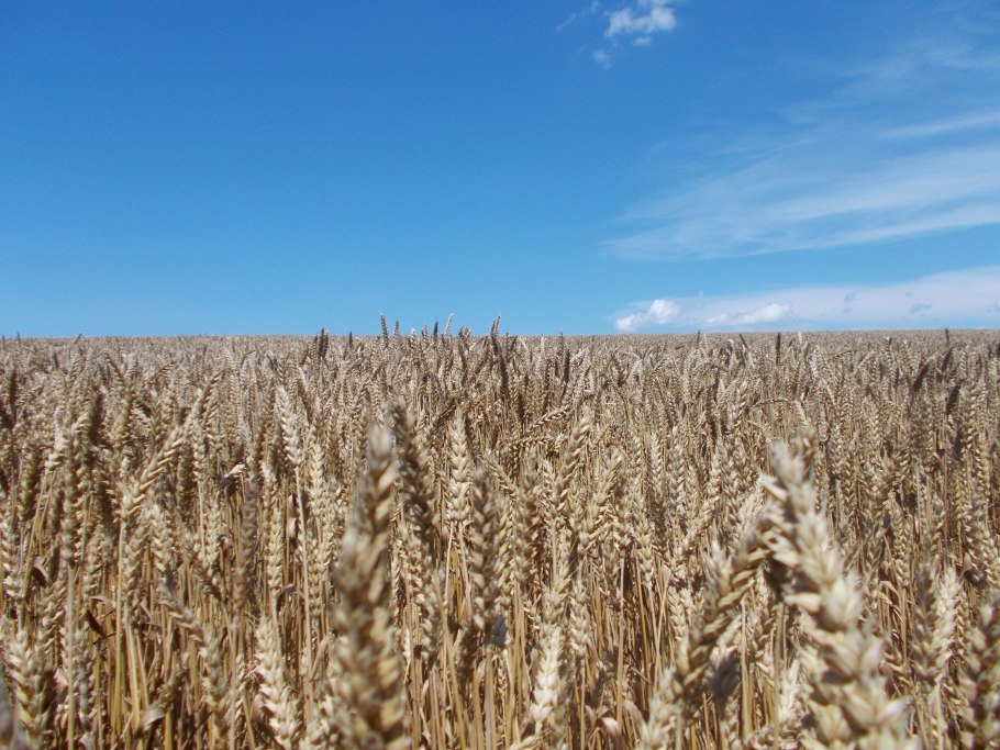 Пшеница вектор