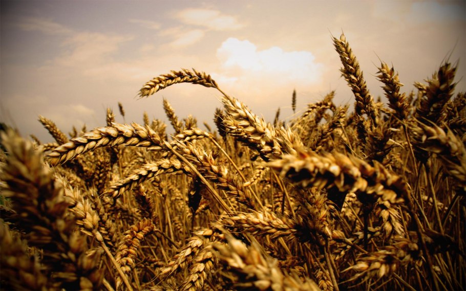 Озимая пшеница Альбидум 114