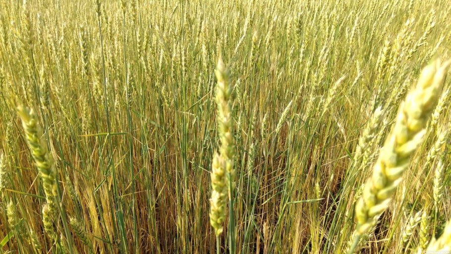 Посев пшеницы в гребень