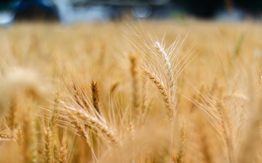 Зерновые Россия