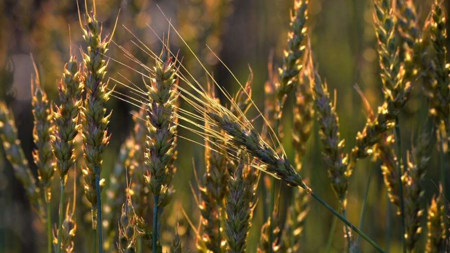 Зерновые продукты