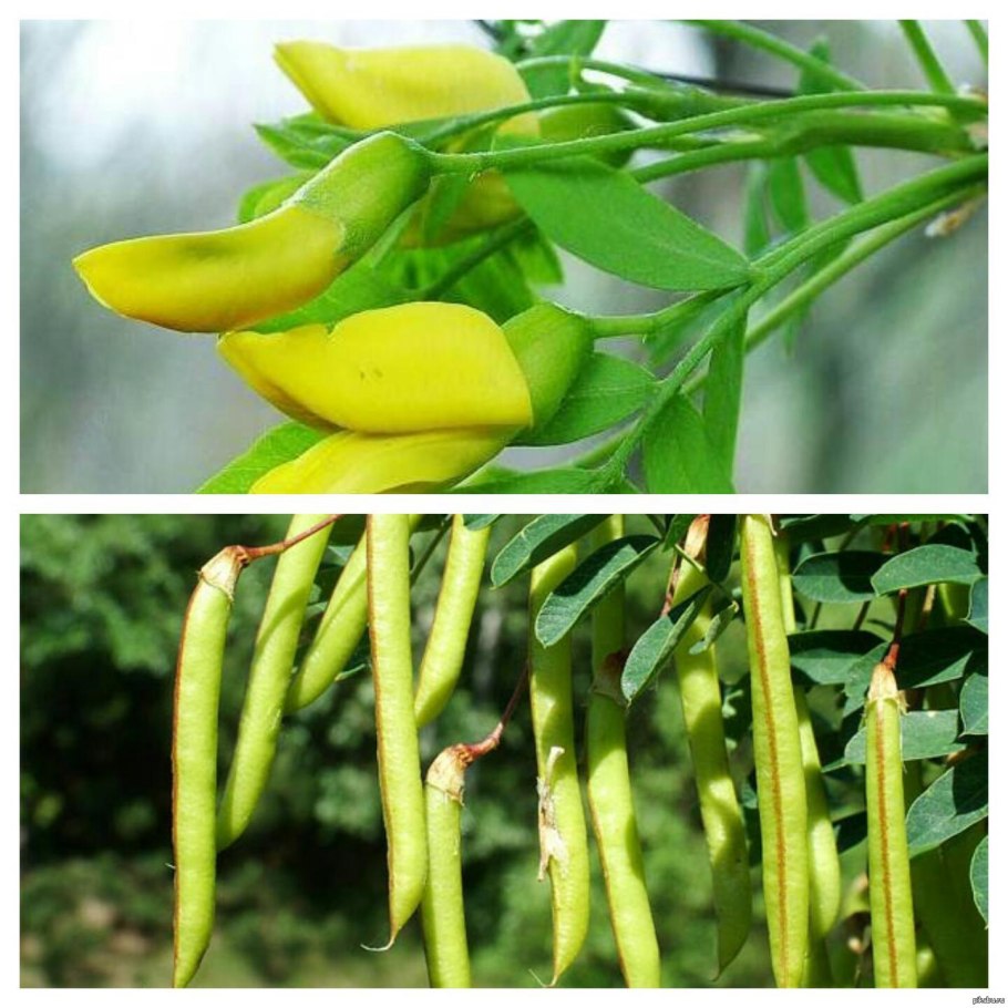 Чина Луговая — Lathyrus pratensis l