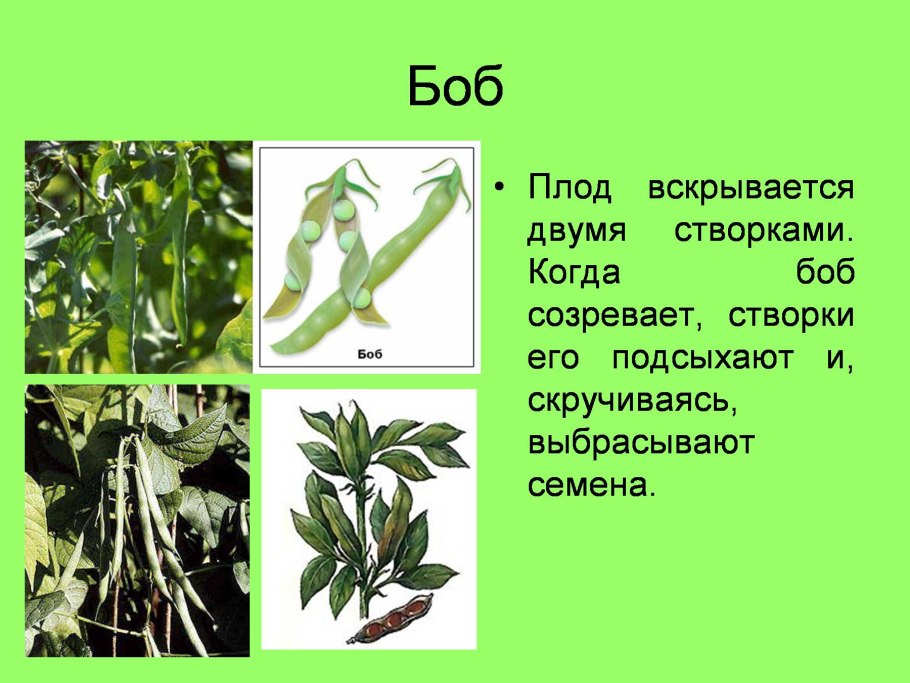 Плод Боб околоплодник