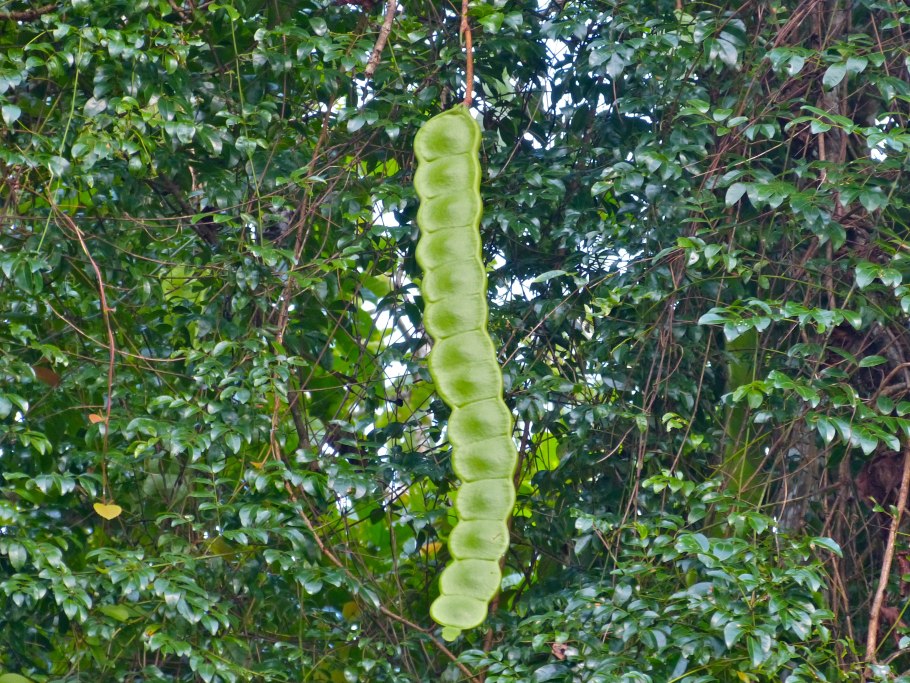 Карагана Caragana arborescens