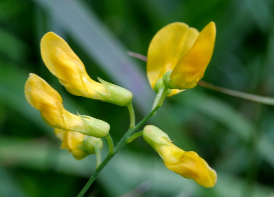 Vicia Faba l плод