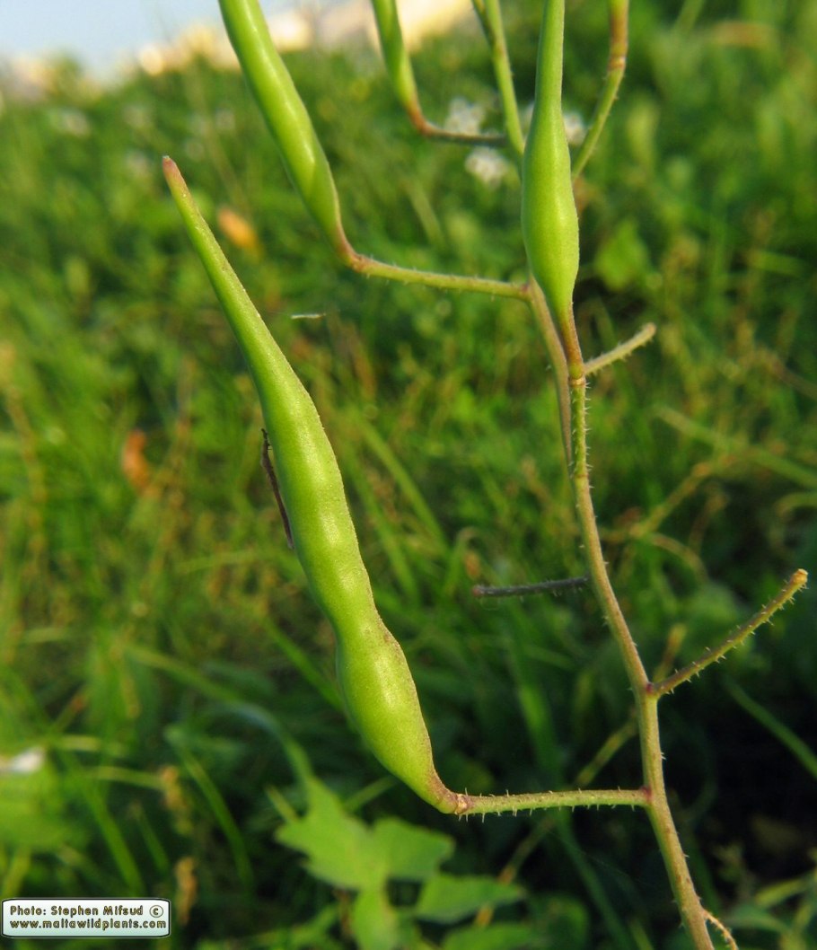 Фасоль огненно- красная - Phaseolus coccineus