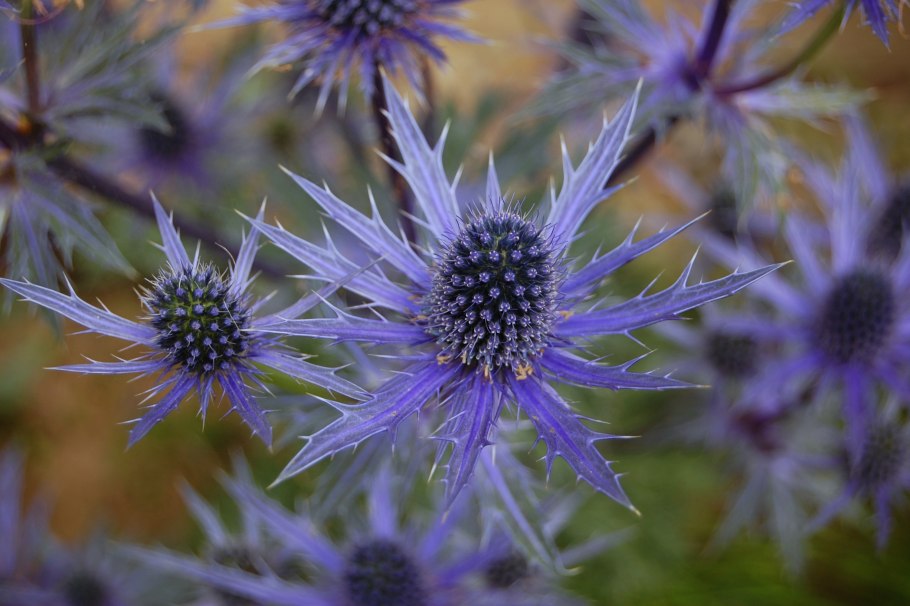 Синеголовник Eryngium alpinum