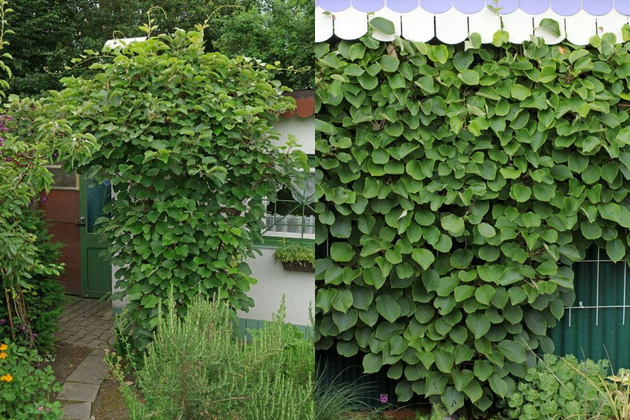 Шпалера для актинидии коломикта