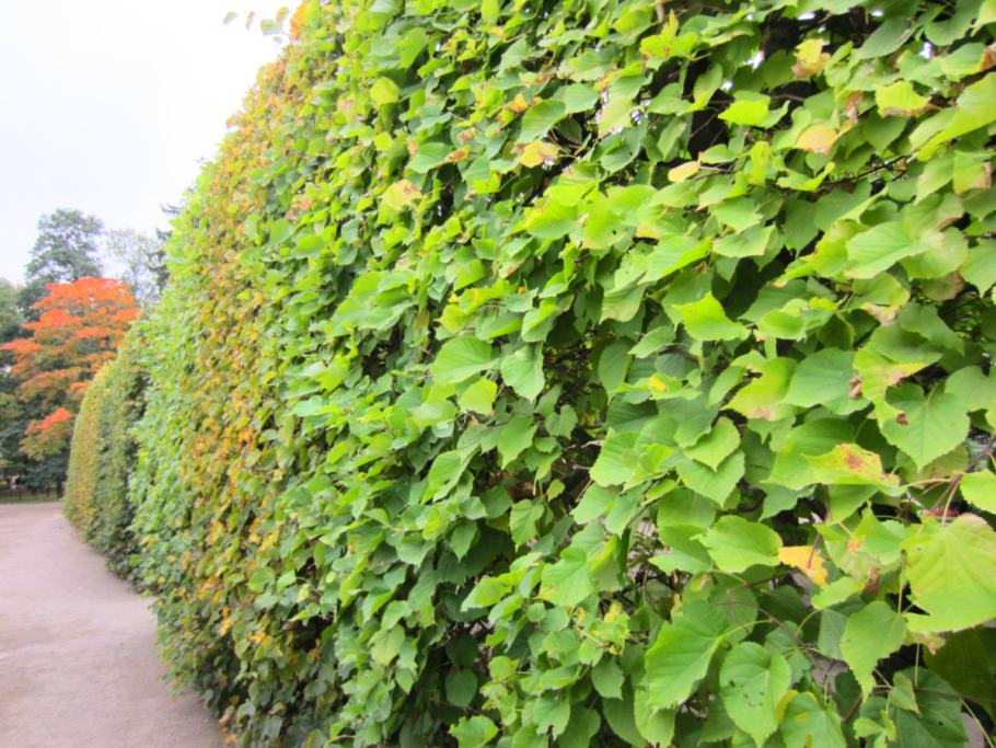 Актинидия коломикта Живая изгородь