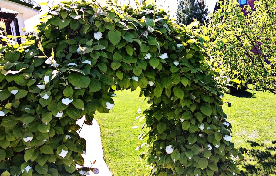 Актинидия коломикта изгородь