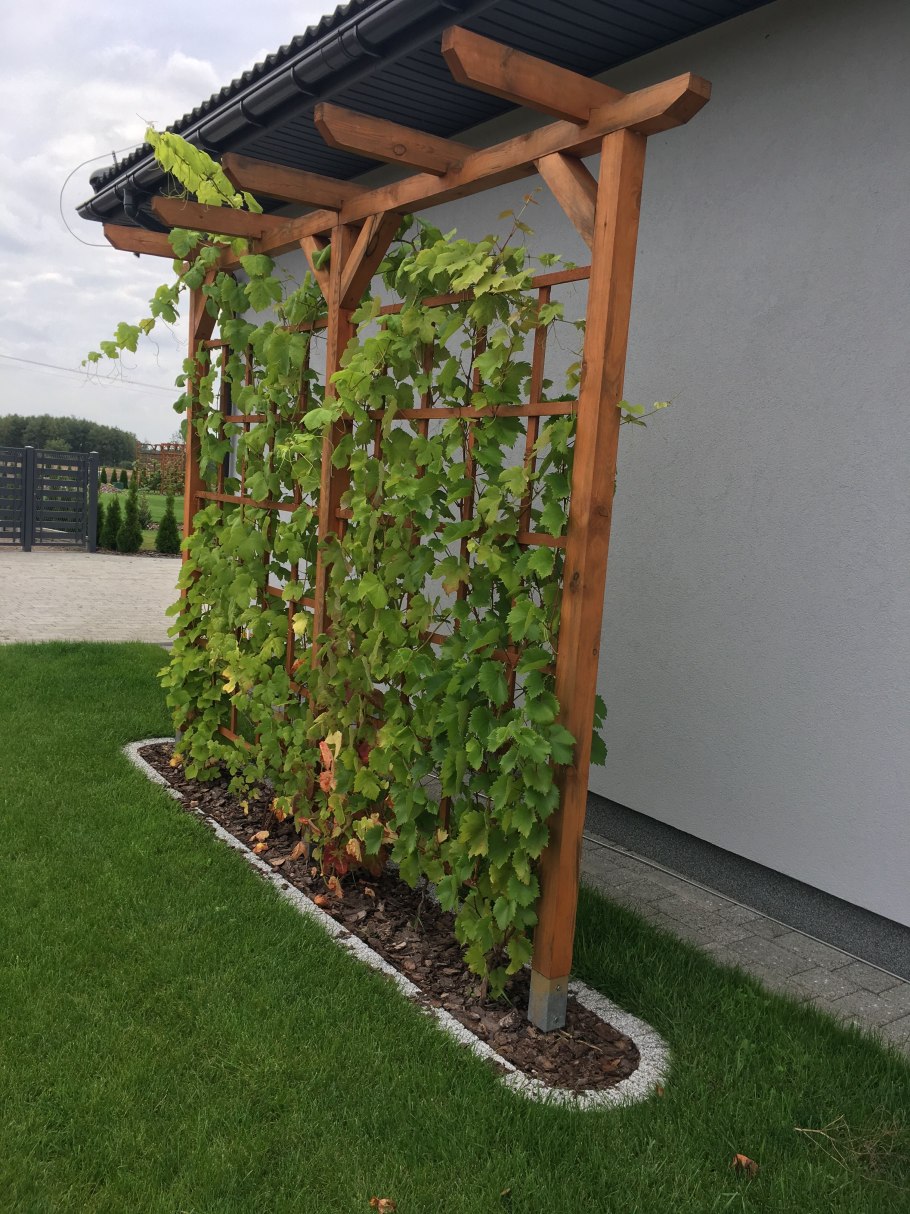 Шпалера для девичьего винограда