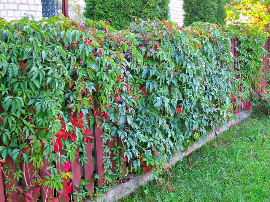 Актинидия коломикта Живая изгородь