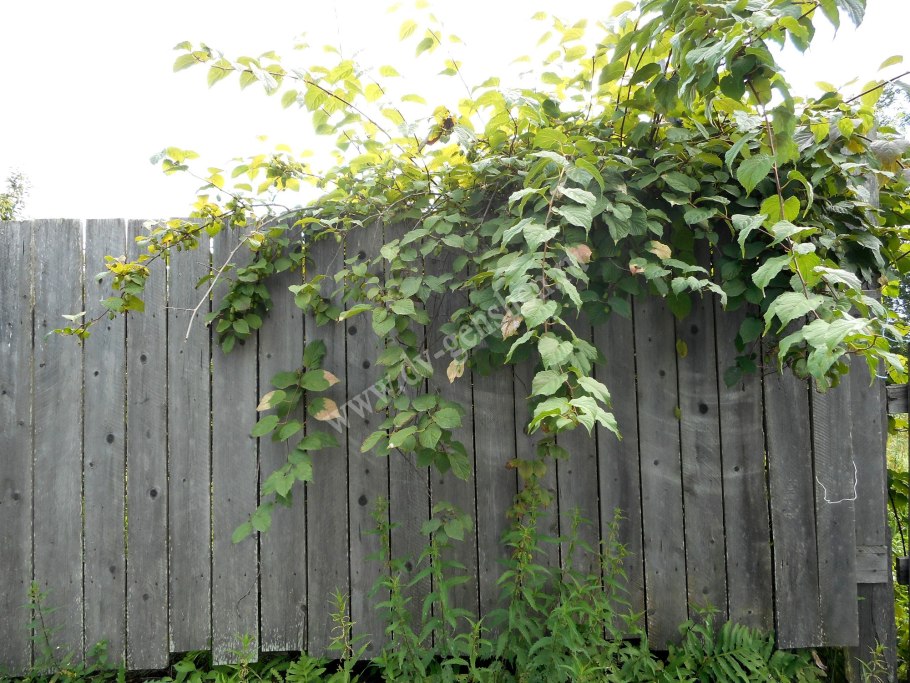 Живая изгородь дикий виноград