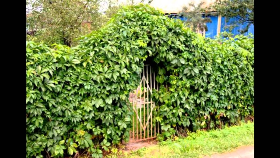 Актинидия коломикта Живая изгородь