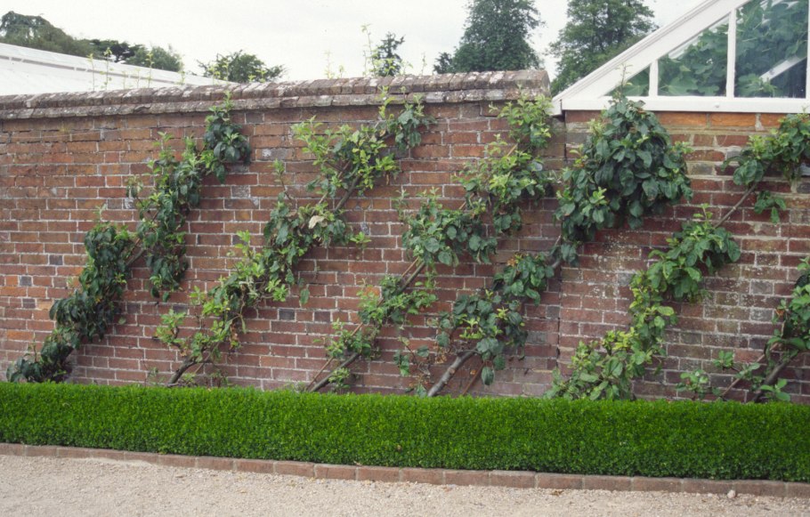 Ивовая изгородь Китай