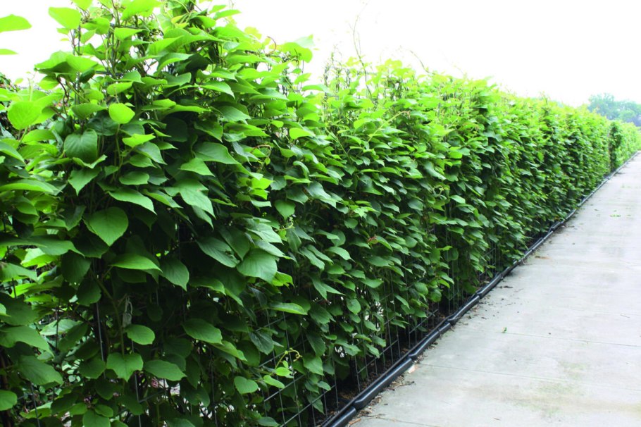 Актинидия аргута на шпалере