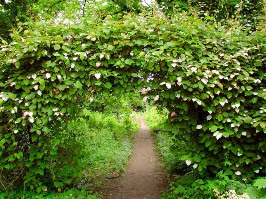 Живая изгородь (виноград + плющ) (Аэлита)