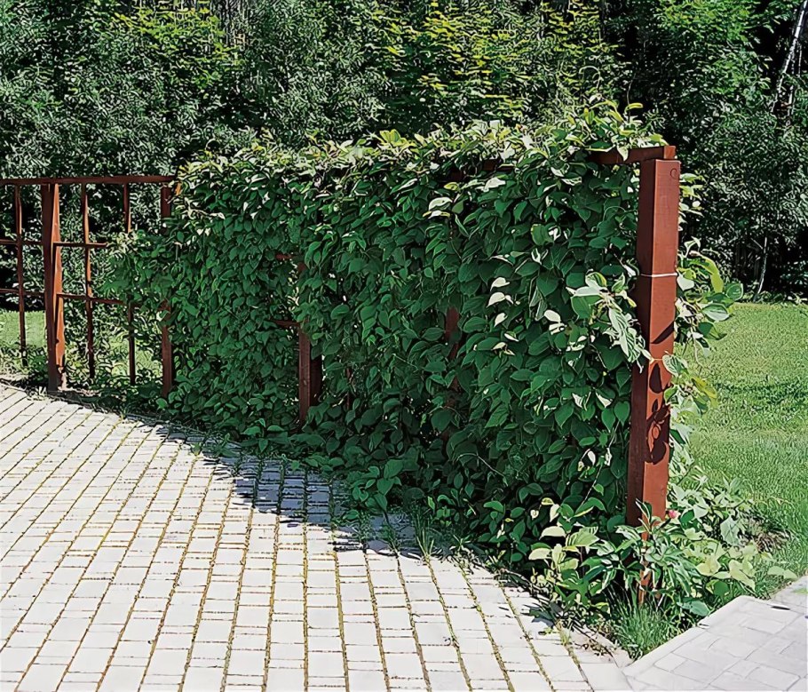 Актинидия коломикта Лиана