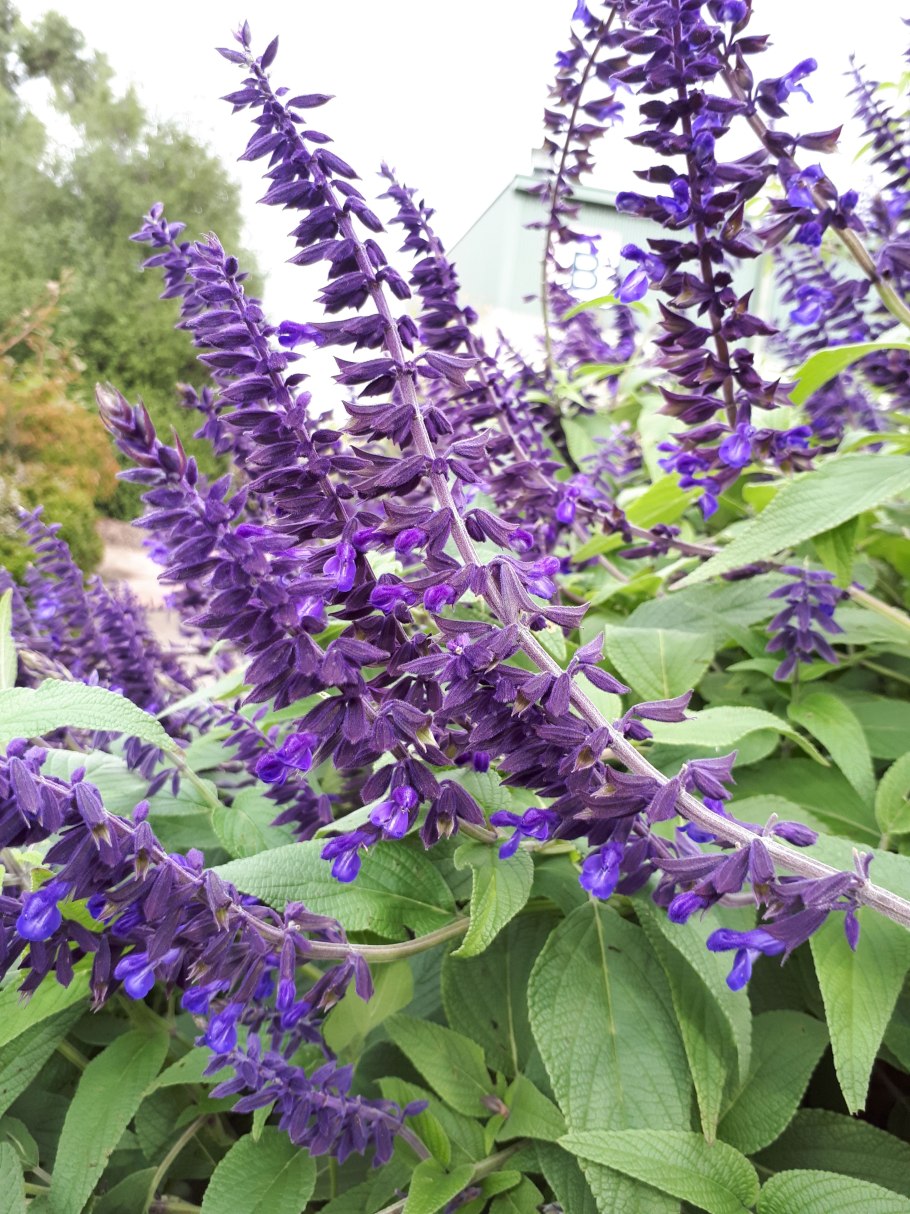 Шалфей пурпурнолистный