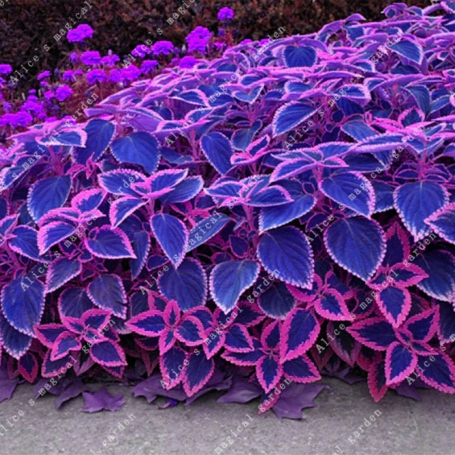 Колеус сиреневый