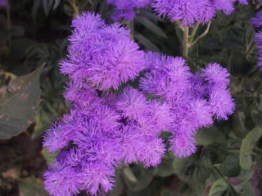 Агератум пурпурный