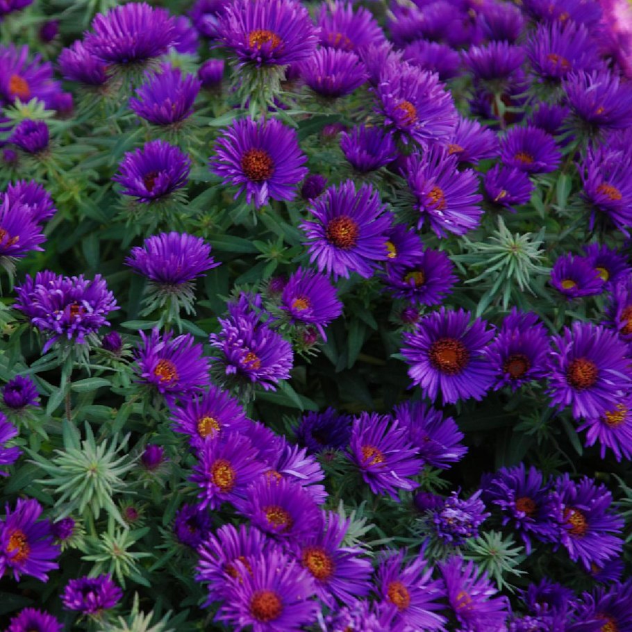 Астра Ново-английская пёрпл Доум