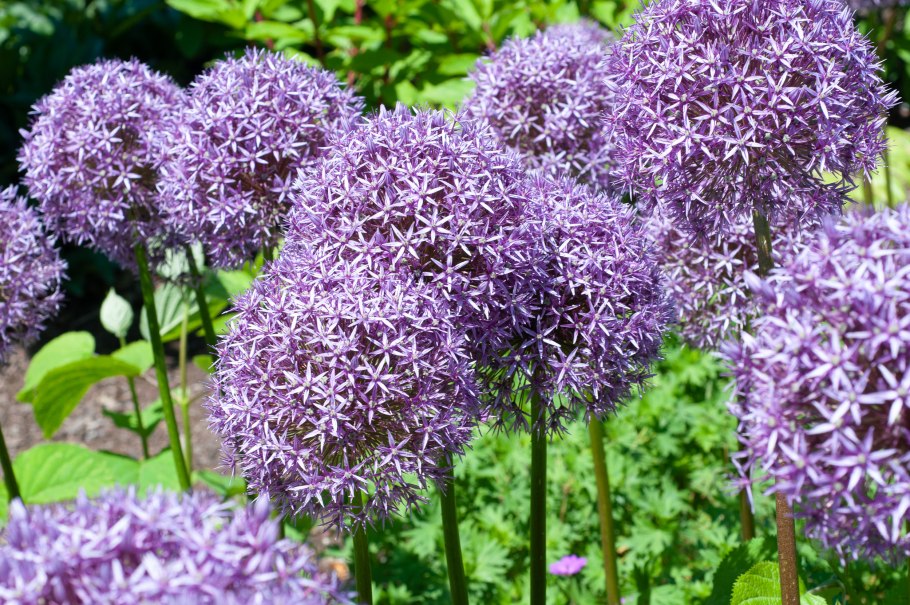 Allium giganteum