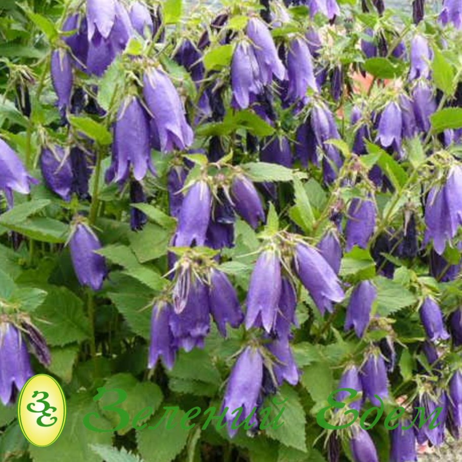 Колокольчик точечный перпл Сенсейшн