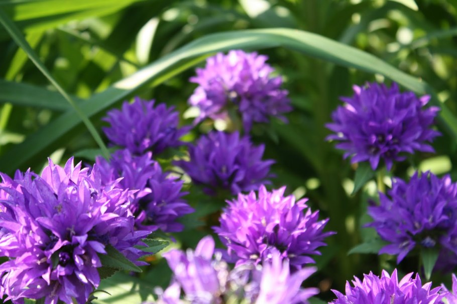 Многолетний цветок с сиреневыми цветами