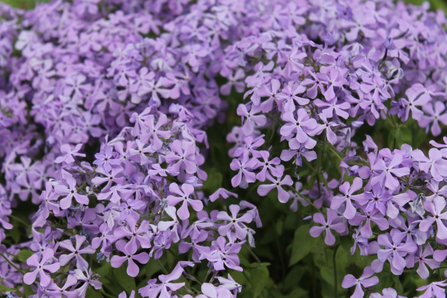 Флокс растопыренный сиреневый