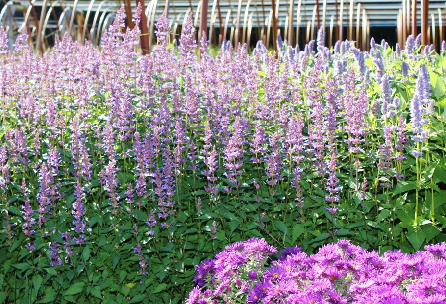 Agastache Purple Haze