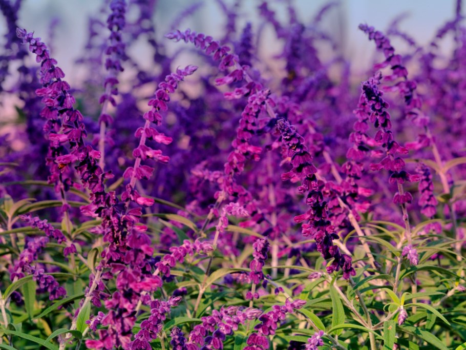 Mexican Bush Sage растение