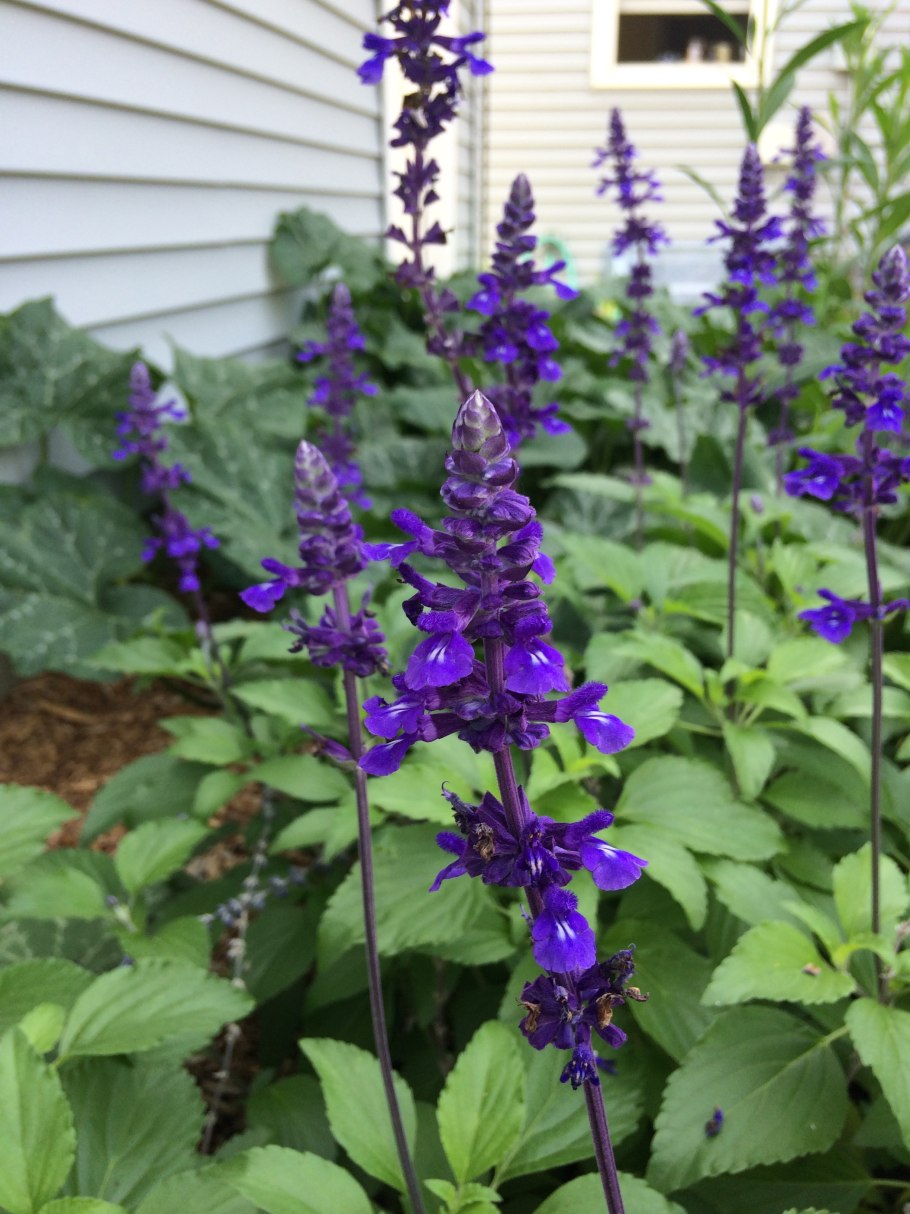 Шалфей Сальвадор Блю