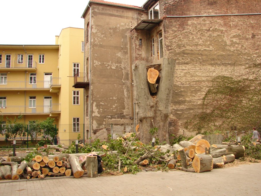 Платан Чинара бесстыдница