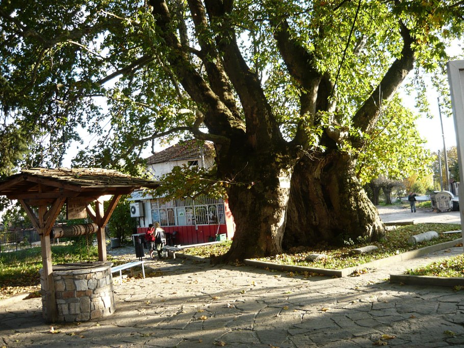 Абрикосовые деревья в Ташкенте