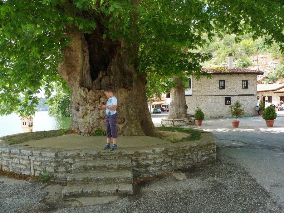 Платан в Греции