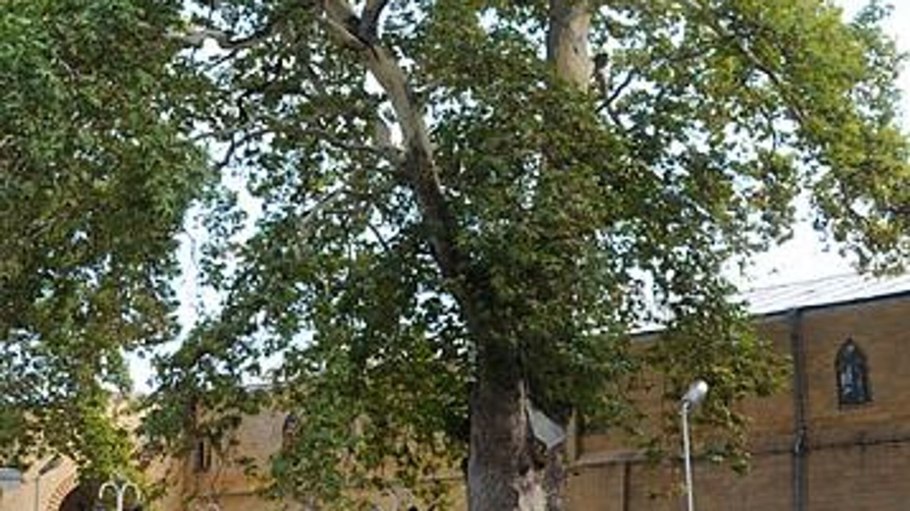 Платан во дворе рисунок