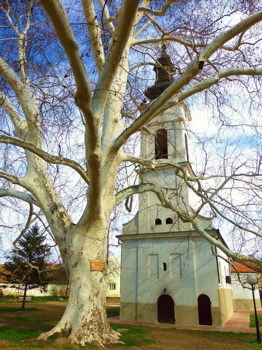 Джума мечеть платаны