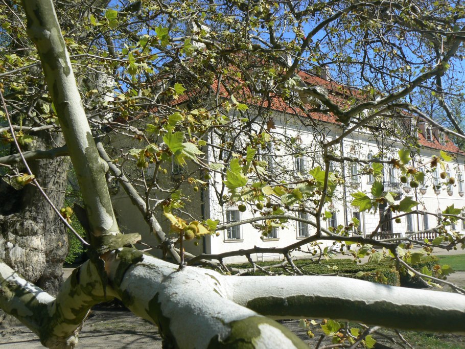 800 Летний Платан Дагестан