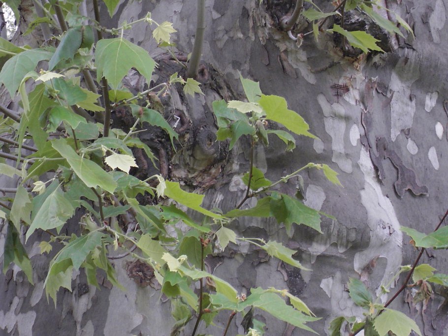 Обгоревший Платан