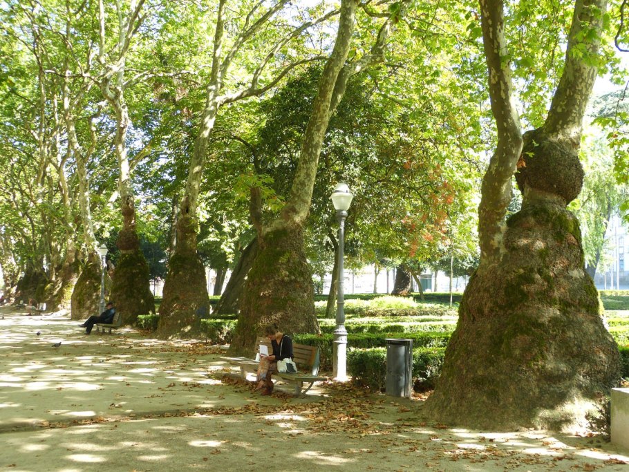 Заставка на компьютер Платан в парке