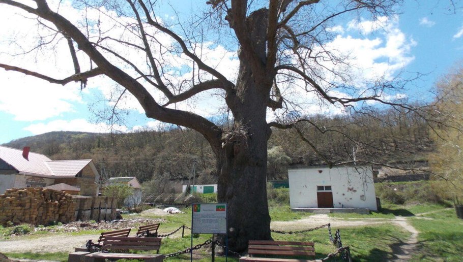 Европейский Платан дерево